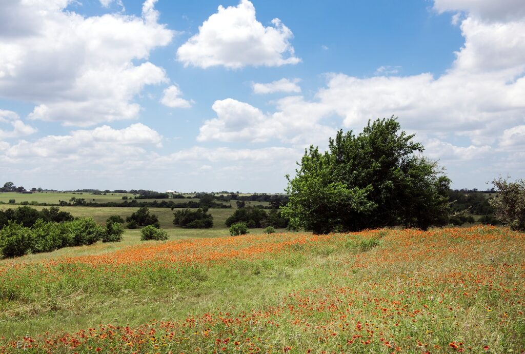 A field of wildflowers at the 1,800-acre Lonesome Pine Ranch, Austin, Texas. Original image from Carol M. Highsmith’s America, Library of Congress collection. Digitally enhanced by rawpixel.